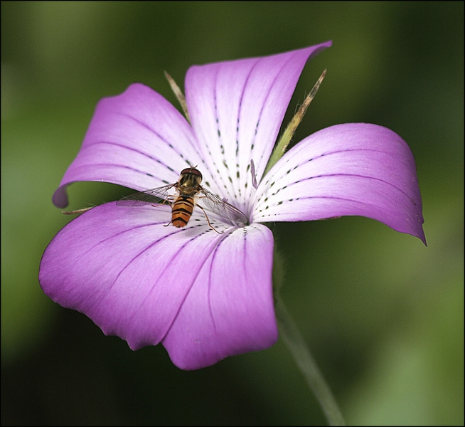 558 - AU JARDIN - FAUCOMPRE JEAN LUC - belgium.jpg